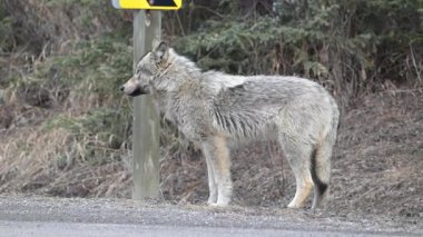Kanada Kayalık Dağlarında Kurt