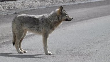 Kanada Kayalık Dağlarında Kurt