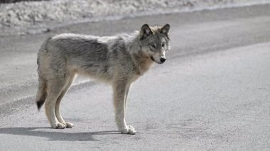Kanada Kayalık Dağlarında Kurt