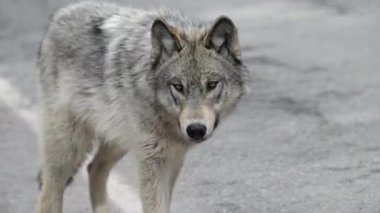 Kanada Kayalık Dağlarında Kurt