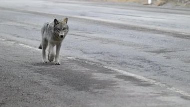 Kanada Kayalıklarında Kurt