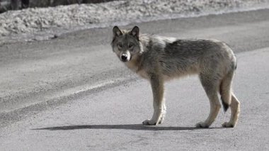 Kanada Kayalıklarında Kurt