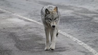 Kanada Kayalıklarında Kurt