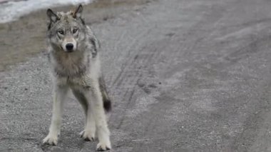 Kanada Kayalıklarında Kurt