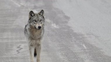 Kanada Kayalıklarında Kurt