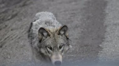 Kanada Kayalıklarında Kurt