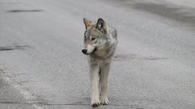 Kanada Kayalıklarında Kurt