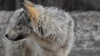 Kanada Kayalıklarında Kurt