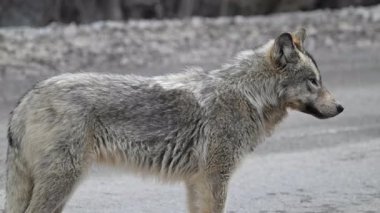 Kanada Kayalıklarında Kurt