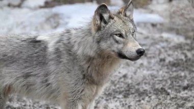 Kanada Kayalıklarında Kurt