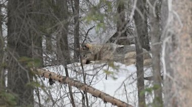 Kanada Kayalıklarında Kurt