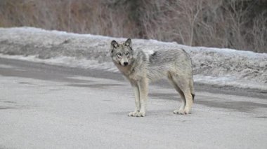 Kanada Kayalıklarında Kurt