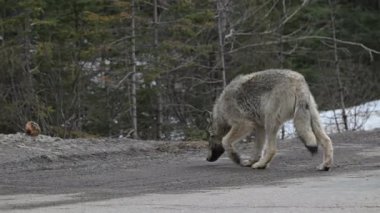 Kanada Kayalıklarında Kurt