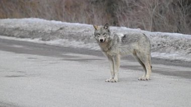 Kanada Kayalıklarında Kurt