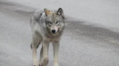 Kanada Kayalıklarında Kurt