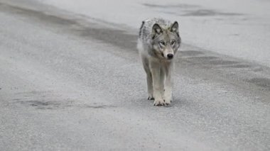 Kanada Kayalıklarında Kurt