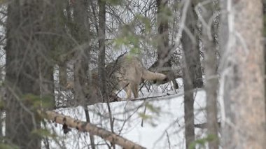 Kanada Kayalıklarında Kurt