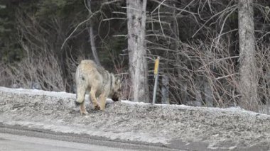 Kanada Kayalıklarında Kurt