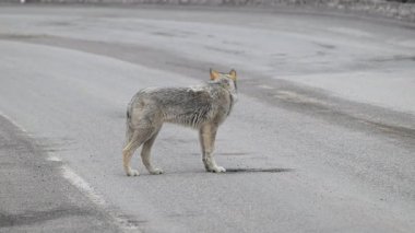 Kanada Kayalıklarında Kurt
