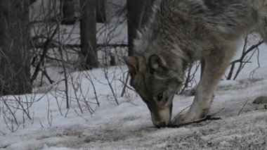 Kanada Kayalıklarında Kurt
