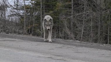 Kanada Kayalıklarında Kurt