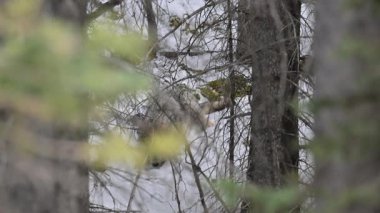 Kanada Kayalıklarında Kurt