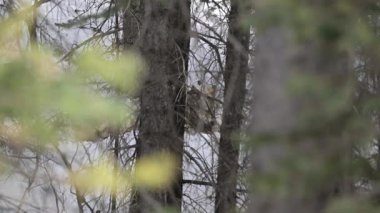 Kanada Kayalıklarında Kurt