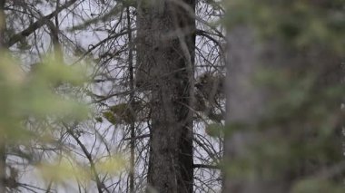 Kanada Kayalıklarında Kurt