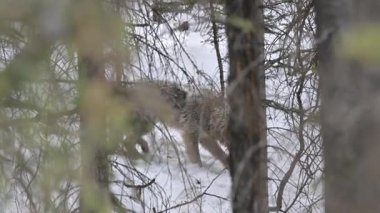 Kanada Kayalıklarında Kurt