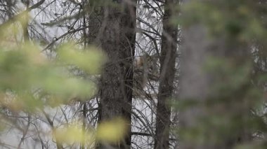 Kanada Kayalıklarında Kurt