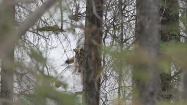Kanada Kayalıklarında Kurt