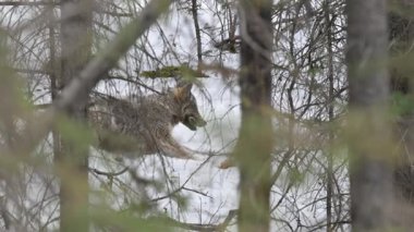 Kanada Kayalıklarında Kurt