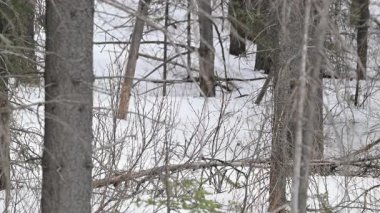 Kanada Kayalıklarında Kurt