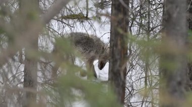 Kanada Kayalıklarında Kurt