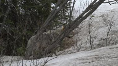 Kanada Kayalıklarında Kurt