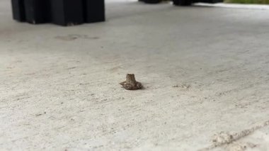 Kanada 'da ağaç kurbağası