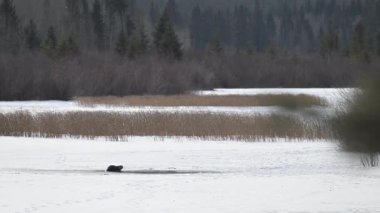 Kışın nehir samuru.