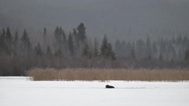 Kışın nehir samuru.