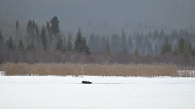 Kışın nehir samuru.