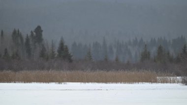 Kışın nehir samuru.