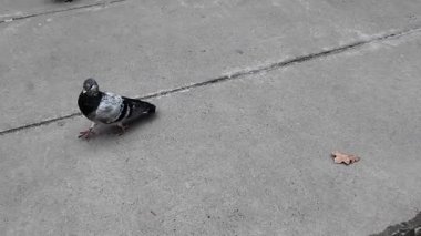 Toronto şehir merkezinde güvercin