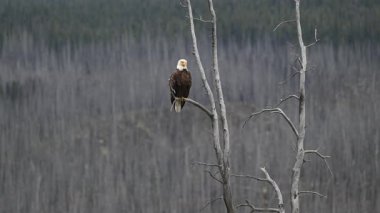 Kel kartal ilkbaharda yuvasında