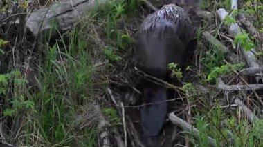 Kanada Kayalıklarında Kunduz