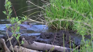 Kanada Kayalıklarında Kunduz