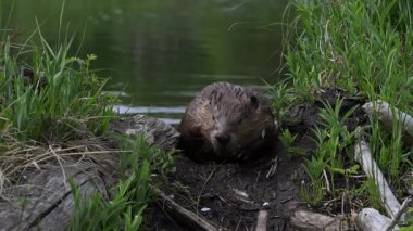 Kanada Kayalıklarında Kunduz