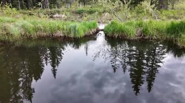 Kanada Kayalıklarında Kunduz