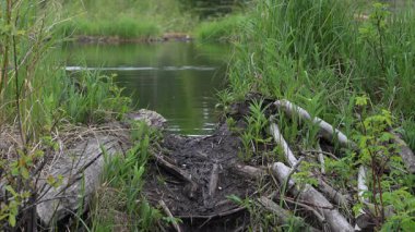 Kanada Kayalıklarında Kunduz