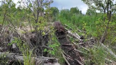 Kanada Kayalıklarında Kunduz