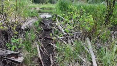 Kanada Kayalıklarında Kunduz