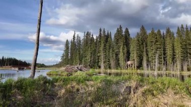 Kanada Kayalıklarında Kunduz